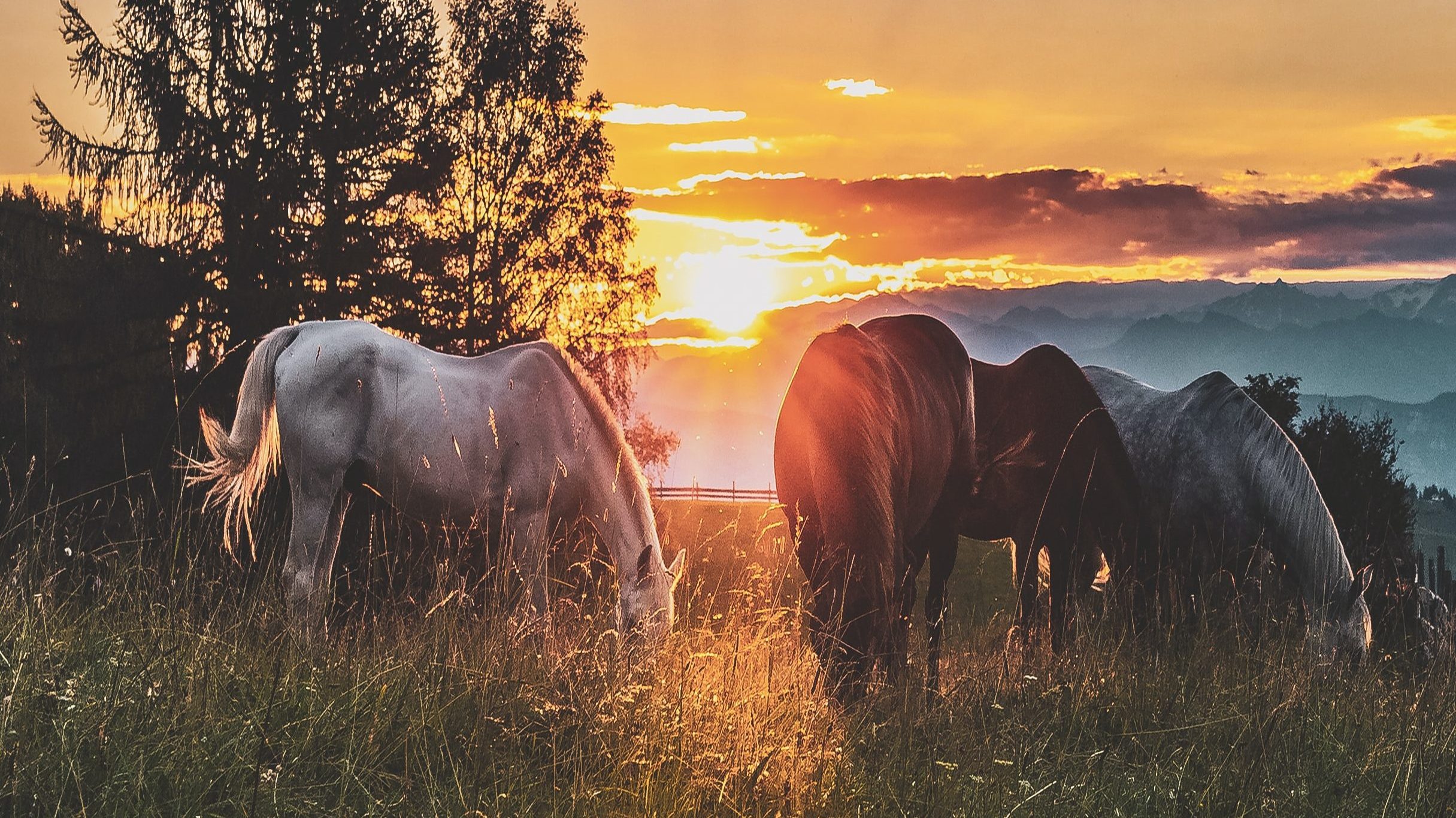 horses at dewdney farm