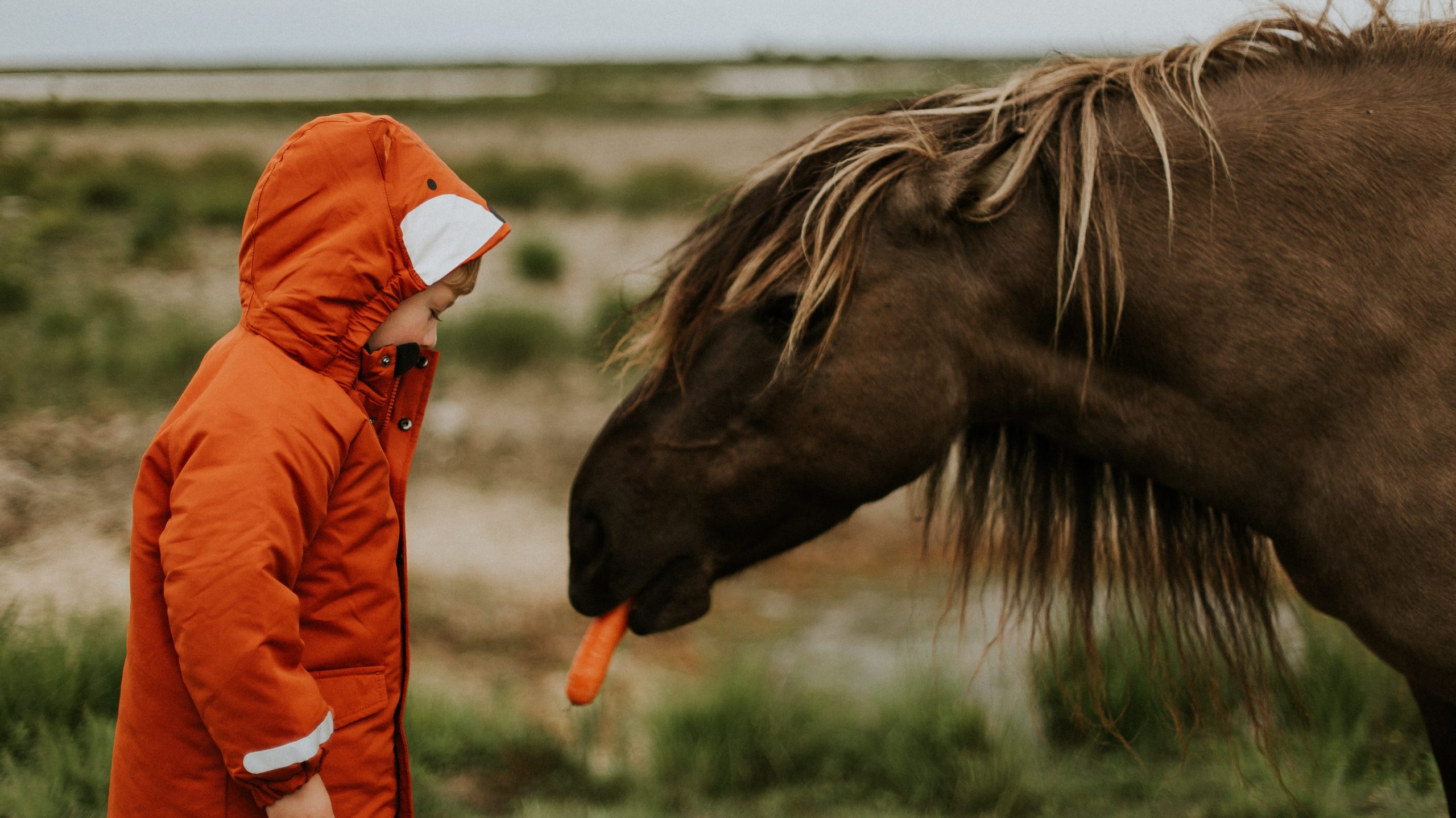kid feeding horse at unbridled discovery farm